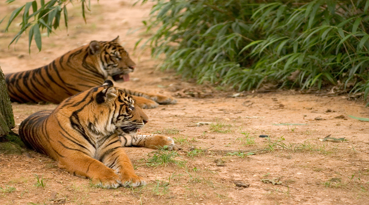 Jim Corbett Park Weekend Tour Package - Image 2